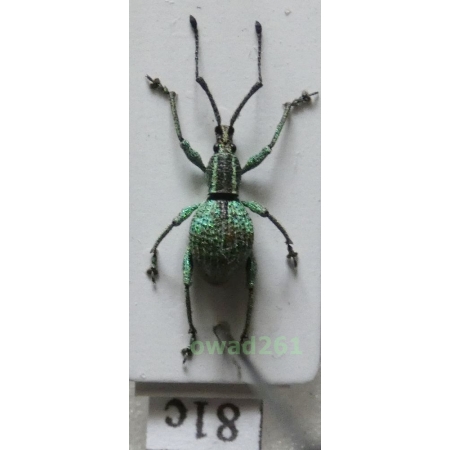 Neopyrgops sp. Heller, 1913 Philippines81c